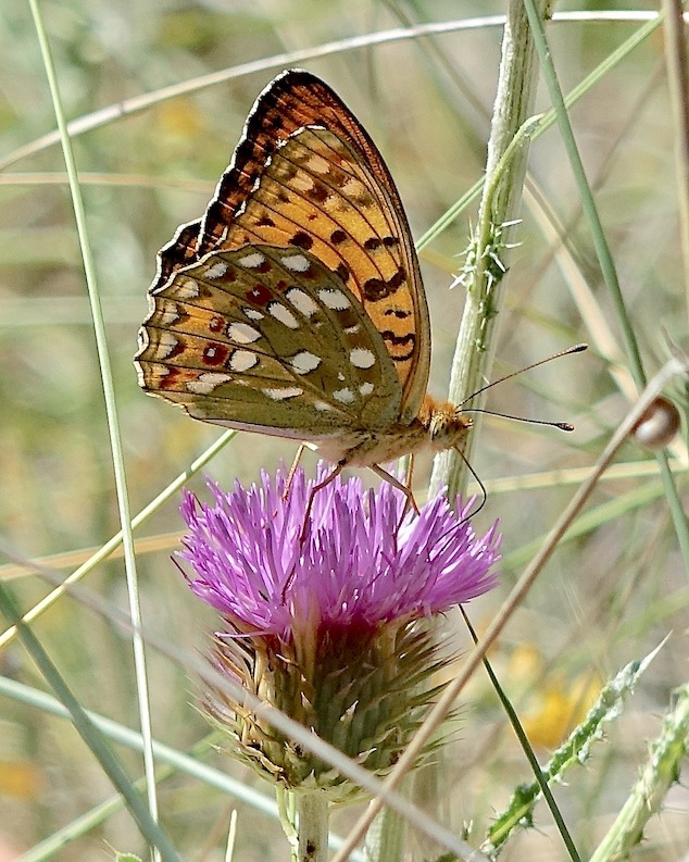 high brown fritillary